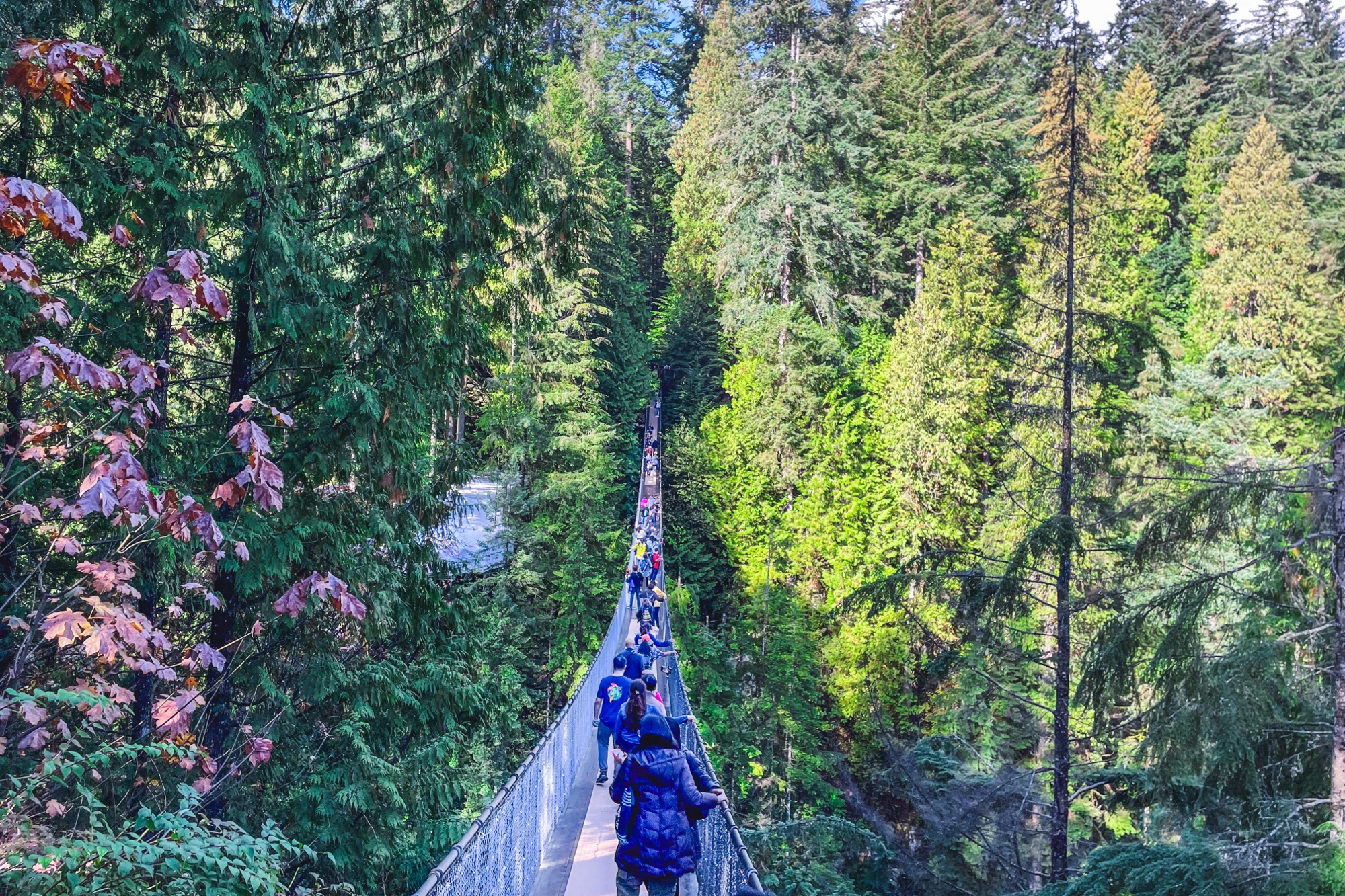 What to Do in Vancouver: Explore Capilano Suspension Bridge Park – TL ...